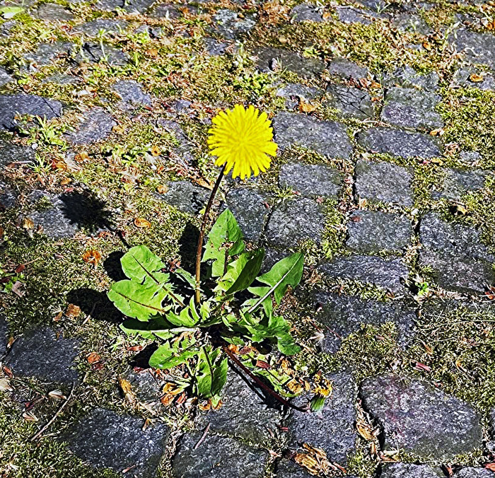 der Löwenzahn, sonst nix...