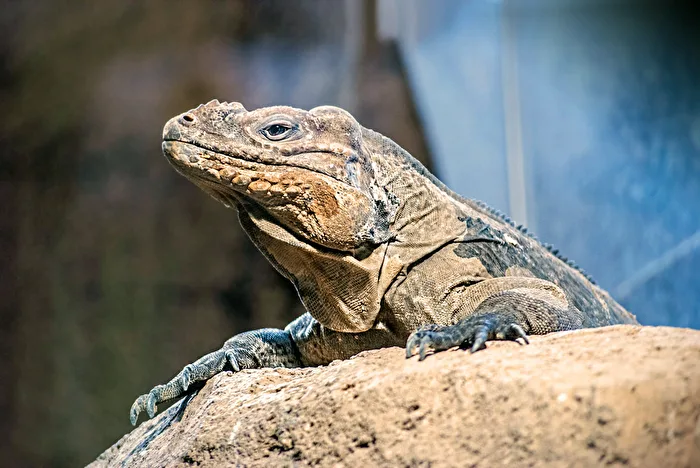 Nashorn-Leguan