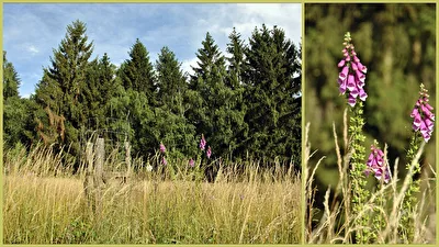 Wildnis