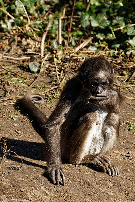 Klammeraffe