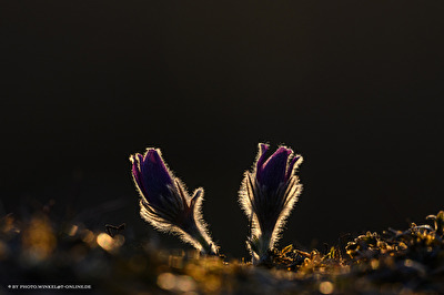 Küchenschellen im abendlichen Gegenlicht