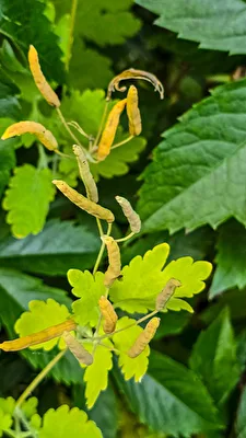 Großes Schöllkraut