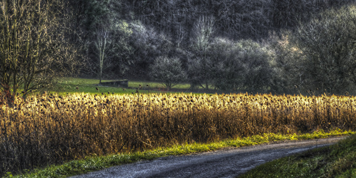 Wintergold