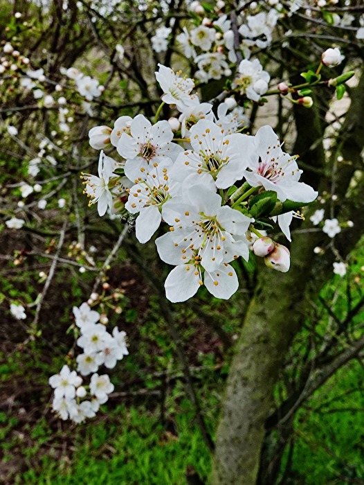 weiße Blüte
