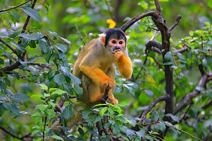 Squirrel Monkey