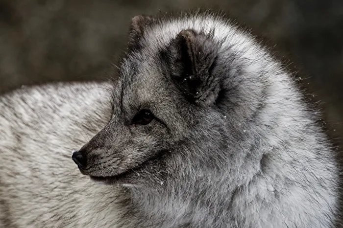 Polarfuchs