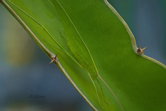well camouflaged