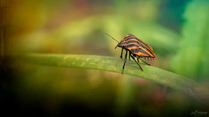 Bug