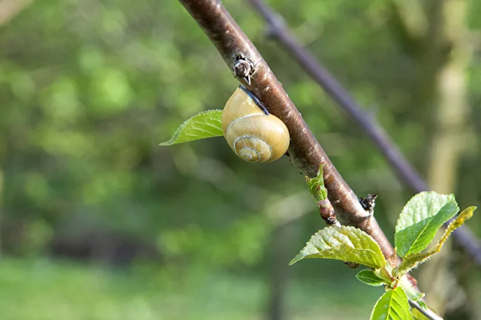 Schnecken Schnecke