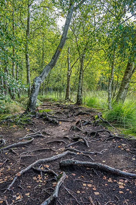 Root Path