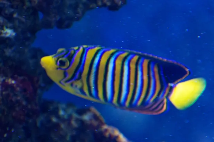 Pfauen-Kaiserfisch