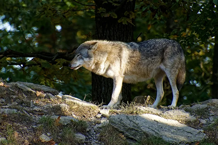 Timberwolf