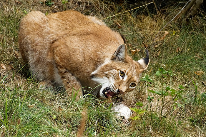 Luchs