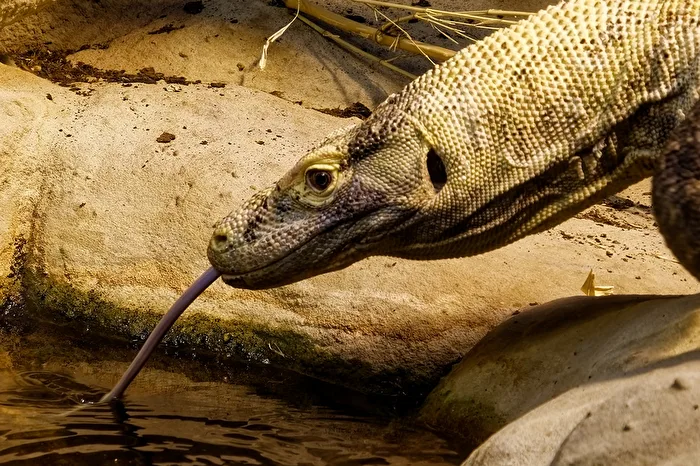 Komodowaran