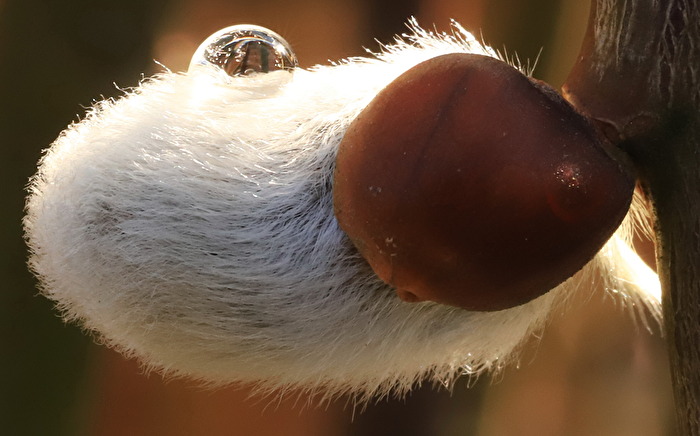 Weidekätzchen mit Wassertropfen
