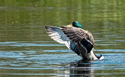 Stockente (Anas platyrhynchos)