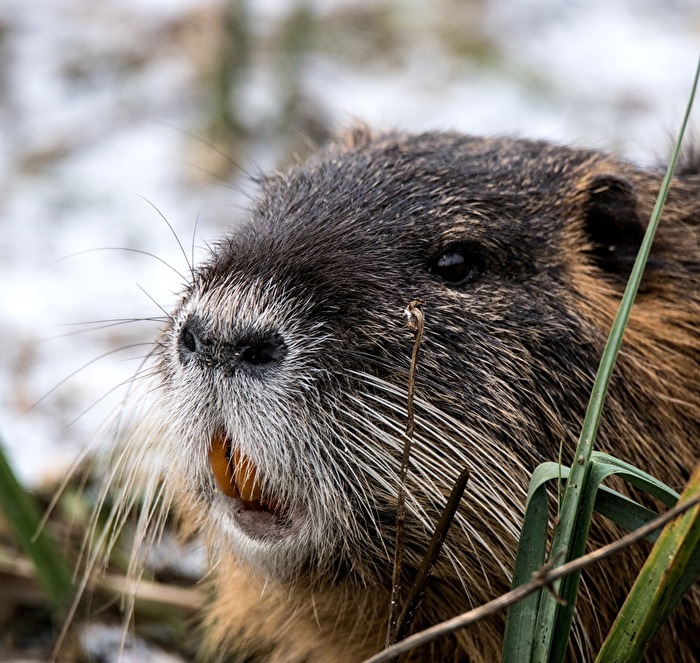 Nutria