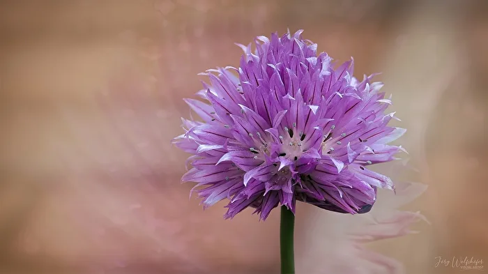 Chives