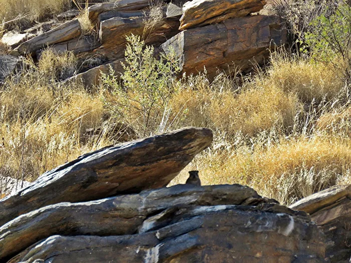 These cliffs are a rock hyrax territory