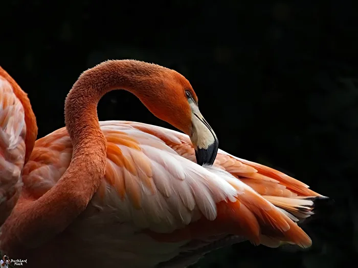 Feather Care.