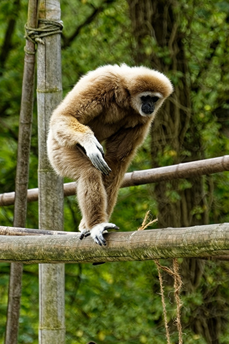 Gibbon