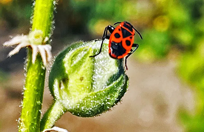 Frühling