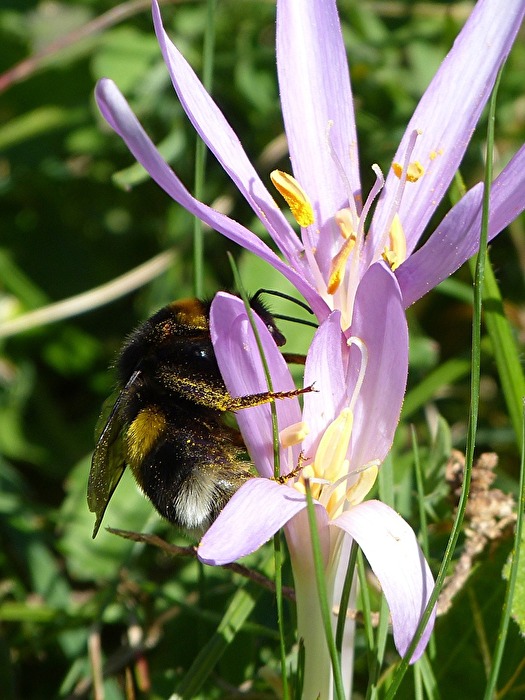 Hummel II