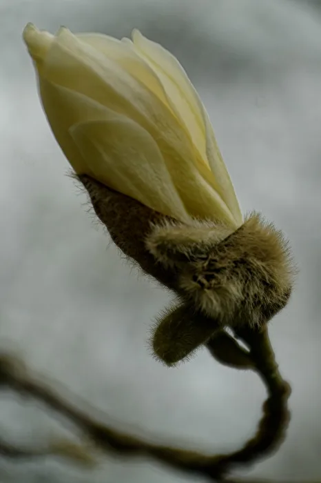 Magnolia