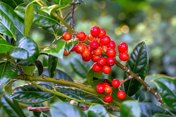 Bacche rosse
