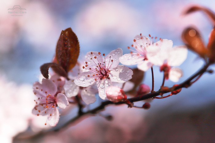 Kirschblüten