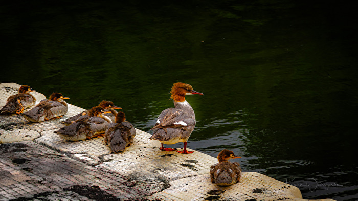 Nachwuchs in Reih und Glied