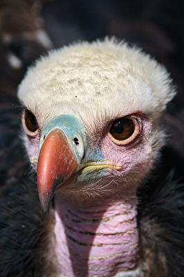 Wer hat hier „Hässlicher Vogel“gesagt?