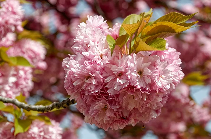 Cherry Blossoms