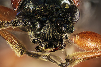 Kleiner Käfer ganz groß.