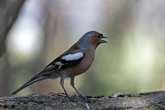 A chaffinch