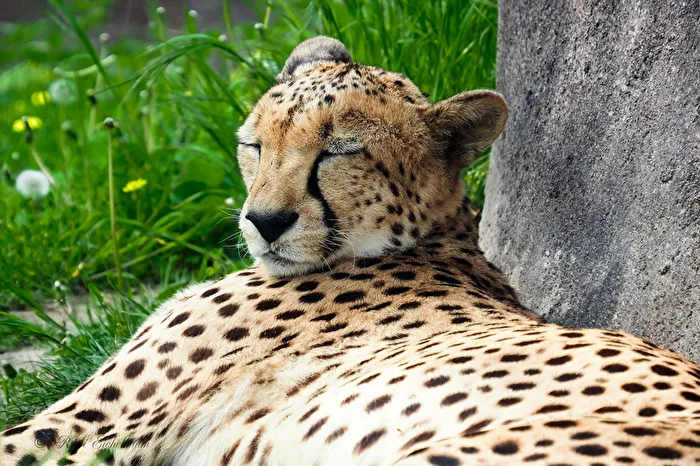 Gepard
