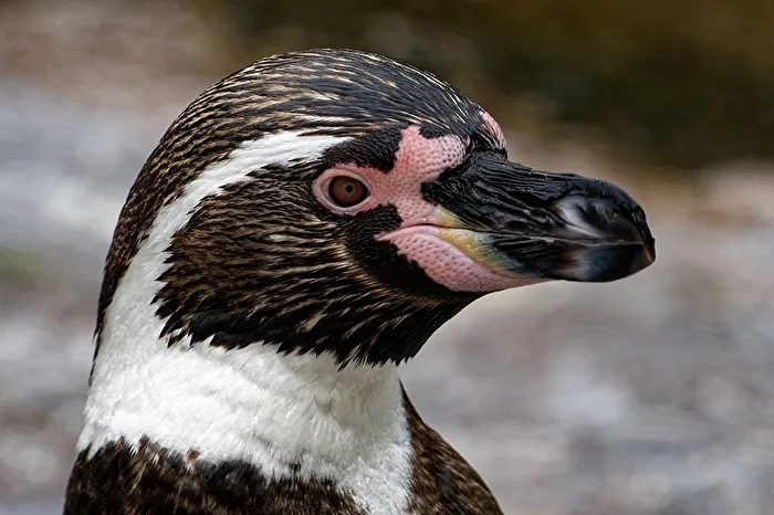 Pinguino