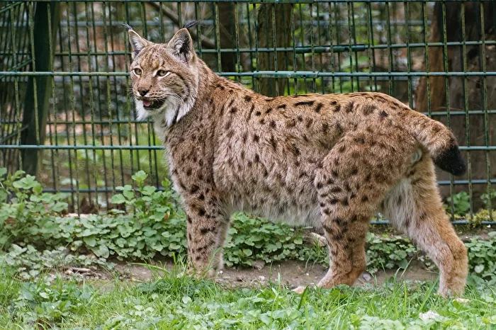 Lince