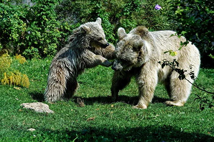 Syrian Brown Bear