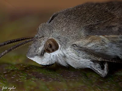 Taubenschwänzchen