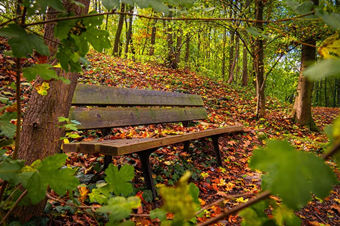 Bank im Wald