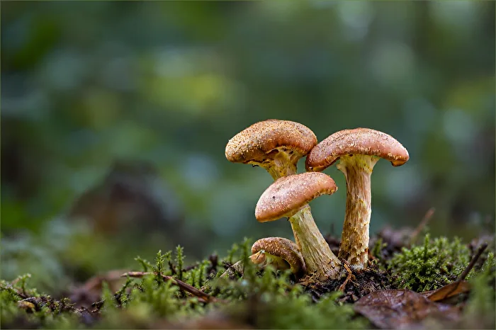 Hallimasch (Armillaria)
