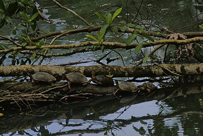 Schildkröten