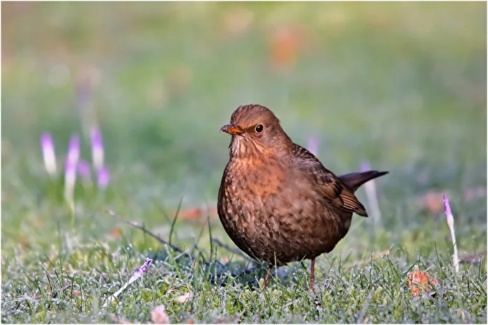 Female Blackbird