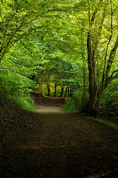 Waldspaziergang