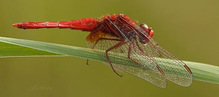 Fire Dragon