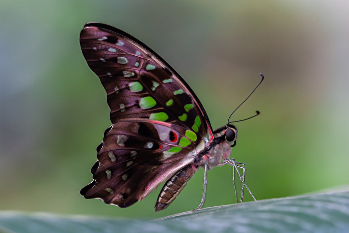 Malachit (Siproeta stelenes) Südamerika