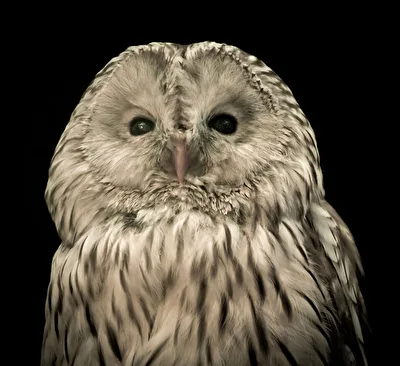 Eule Portrait