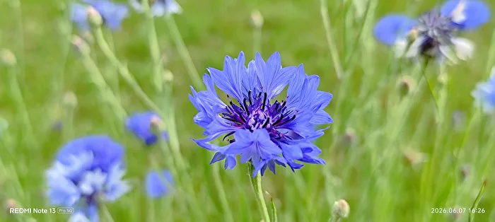 Cornflower