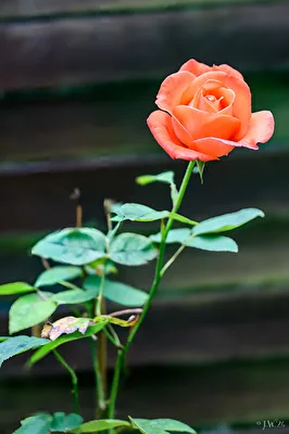 Rosarote Rose